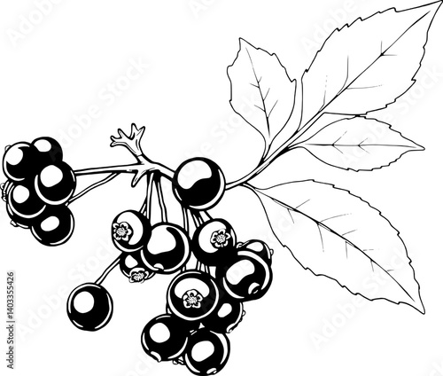 Illustration Of A Branch With Clusters Of Dark Berries And Green Leaves