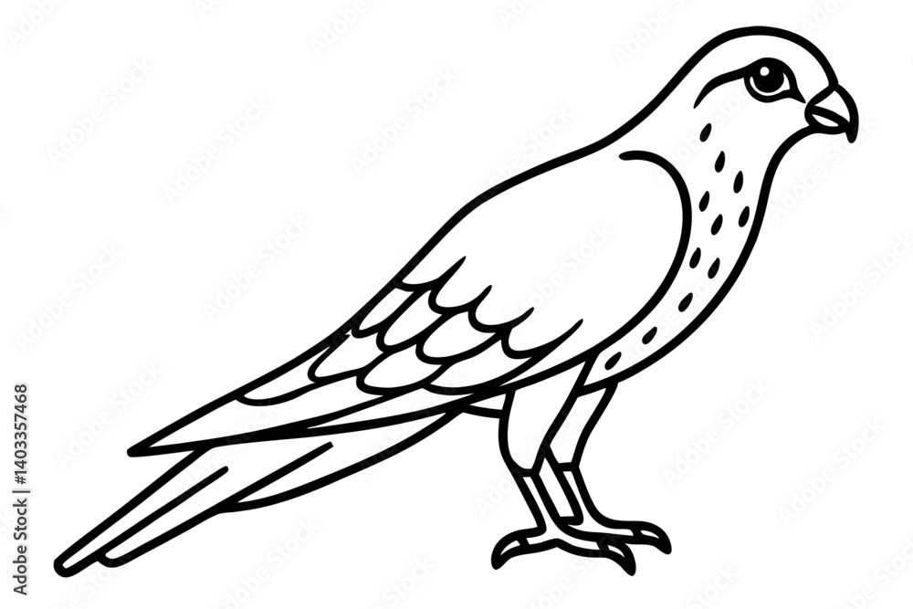Fototapeta premium Graceful Kestrel Drawing