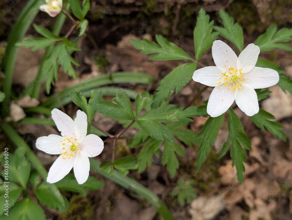 Flowers of Wood Anemone (Anemonoides nemorosa), an indicator of ancient woodland Flowers of Wood Anemone (Anemonoides nemorosa), an indicator of ancient woodland