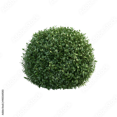 Lush Green Spherical Boxwood Shrub, Top View