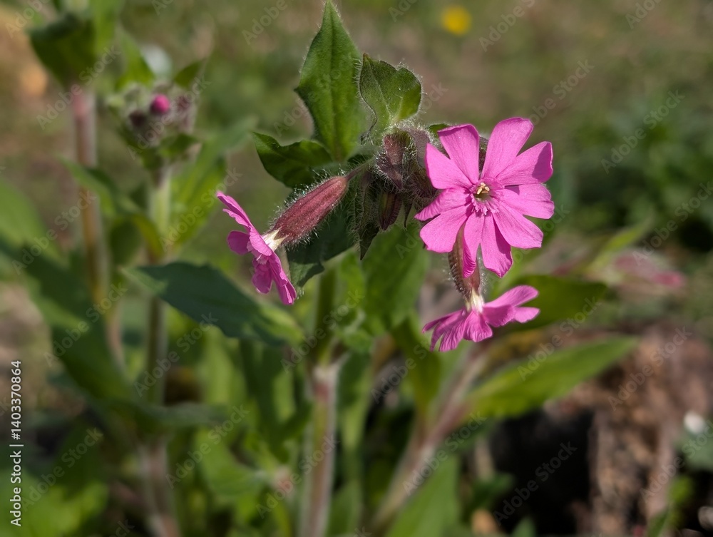 Flowers of Red Campion (Silene dioica)