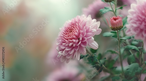 A close-up of an elegant chrysanthemum with soft purple petals in a subtle pink and yellow hue accentuates the delicate beauty of the flower, centered on one side of the picture.