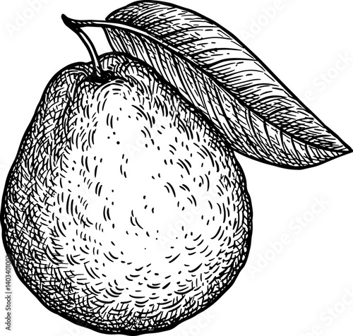 Guava with leaf ink sketch