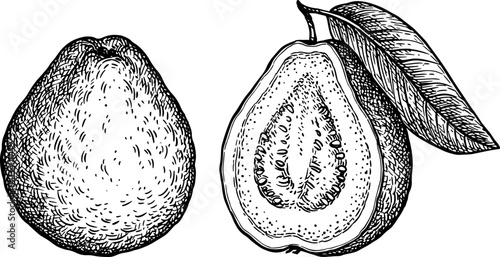 Guava with and half ink sketch