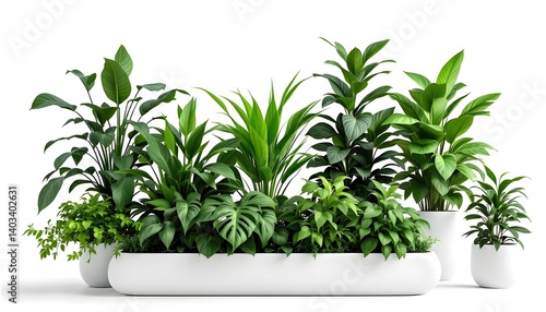 Diverse Green Plants in White Planters for Interior Decorating