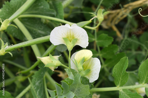 Flowering pea plant. White flowers closeup. Flower of pea plant close up. Natural green pea plants as spring background, peas plant flower closeup, peas blossom closeup white flower on vegetable plant