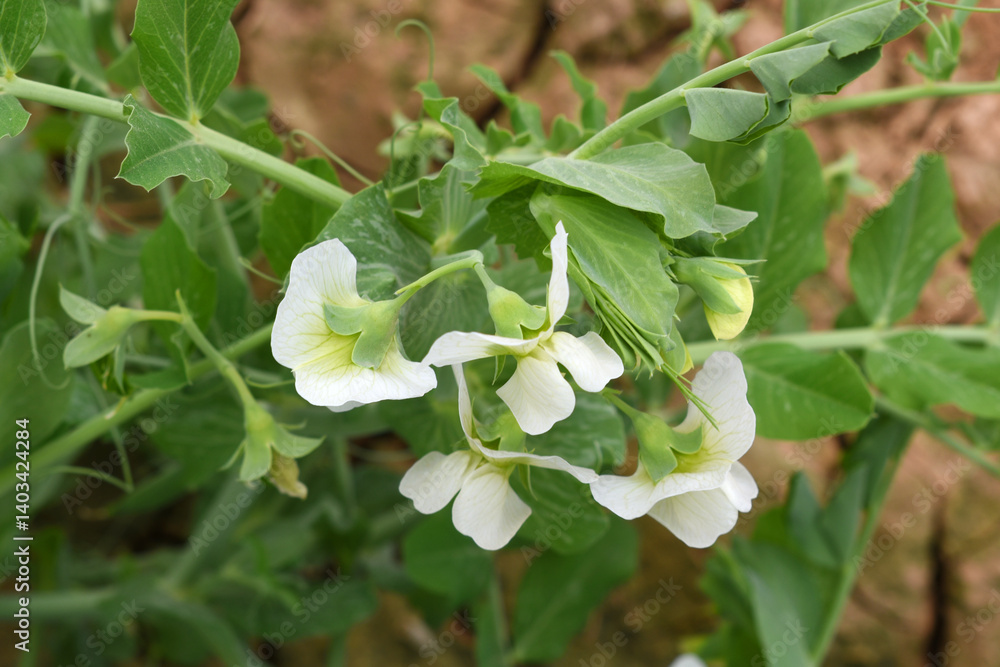 Flowering pea plant. White flowers closeup. Flower of pea plant close up. Natural green pea plants as spring background, peas plant flower closeup, peas blossom closeup white flower on vegetable plant Flowering pea plant. White flowers closeup. Flower of pea plant close up. Natural green pea plants as spring background, peas plant flower closeup, peas blossom closeup white flower on vegetable plant