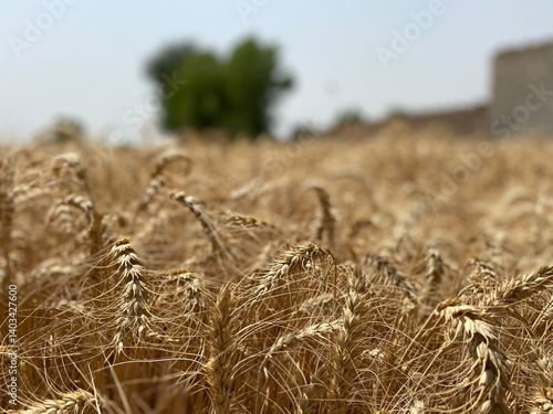 Golden Wheat Fields at Sunset – Rural Landscape in Pakistan