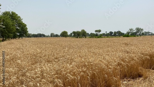 Golden Wheat Fields at Sunset – Rural Landscape in Pakistan