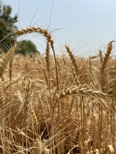 Golden Wheat Fields at Sunset – Rural Landscape in Pakistan