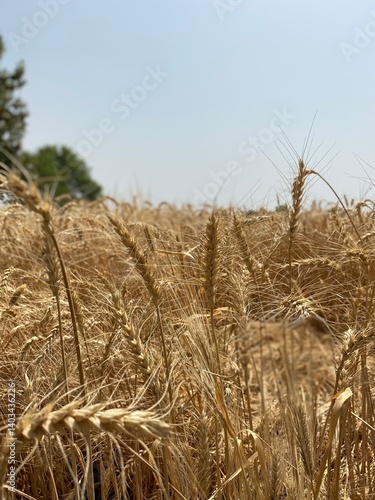 Golden Wheat Fields at Sunset – Rural Landscape in Pakistan
