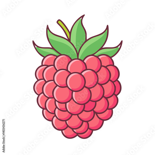 Raspberry fruit drawing vector illustration fresh organic berry healthy food sweet dessert summer harvest