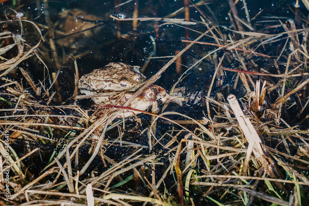 Mating toads in wild Polish pond – amphibian reproduction, spring rituals, and native European wildlife Mating toads in wild Polish pond – amphibian reproduction, spring rituals, and native European wildlife