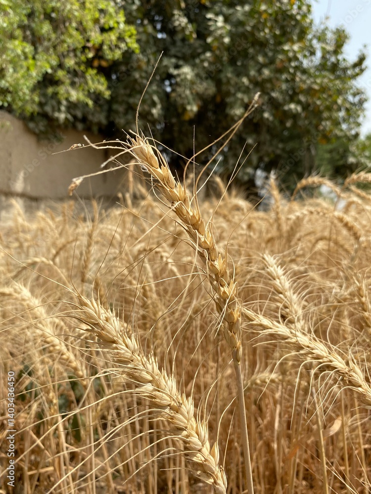 Obraz premium Golden Wheat Fields at Sunset – Rural Landscape in Pakistan