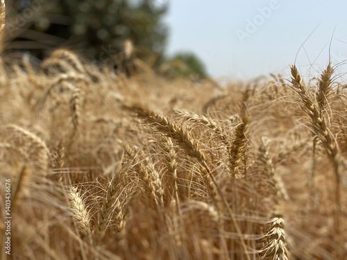Golden Wheat Fields at Sunset – Rural Landscape in Pakistan