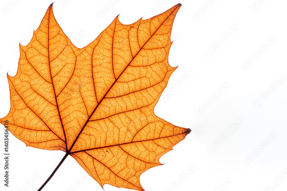 Autumn maple leaf on white background close-up. Space for text.