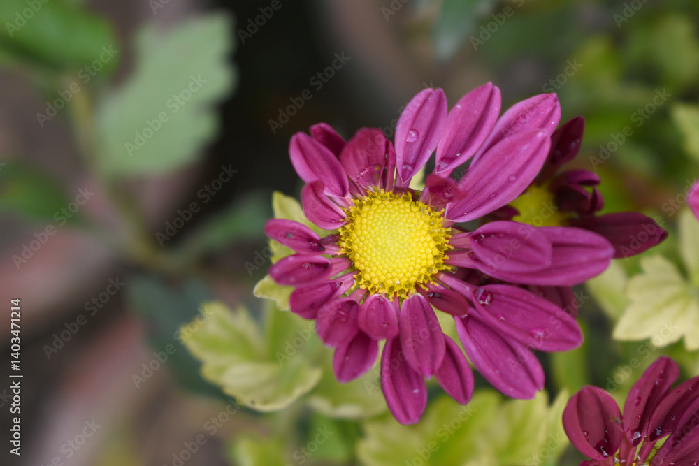 Beautiful Red chrysanthemum flowers closeup in the winter garden, Closeup of Chrysanthemum flower, Field of the Red Chrysanthemum, Beautiful Red flower blooming in nature. Beautiful Red chrysanthemum flowers closeup in the winter garden, Closeup of Chrysanthemum flower, Field of the Red Chrysanthemum, Beautiful Red flower blooming in nature.