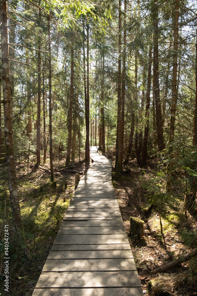 Path in the forest between Trees, Outdoor trail in the woods Path in the forest between Trees, Outdoor trail in the woods