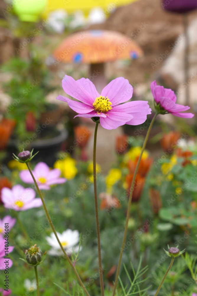 Pink Cosmos flower, Cosmos flowers, autumn season image, Beautiful Pink Cosmos flower in the garden. Pink flowers pictures. Cosmos Bipinnatus, commonly called the garden or Mexican aster Pink Cosmos flower, Cosmos flowers, autumn season image, Beautiful Pink Cosmos flower in the garden. Pink flowers pictures. Cosmos Bipinnatus, commonly called the garden or Mexican aster