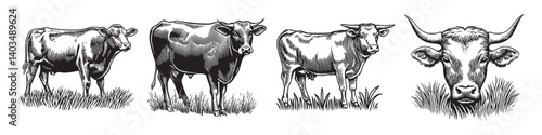 Hand-drawn Vintage Cows on Pasture with Detailed Facial Features, logo design, engraving design, vector illustration