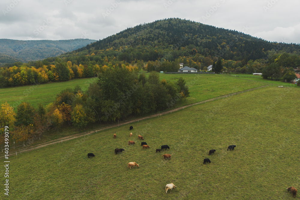 Herd of cows on green pasture.