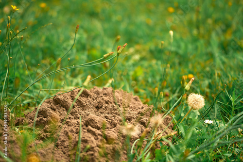 Obraz na płótnie Molehill dirt pile in garden lawn w salonie