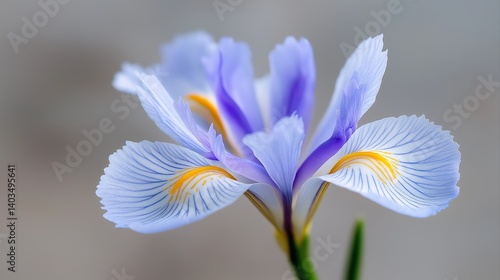 Delicate Blue and White Flower with Yellow Accents in a Soft Background