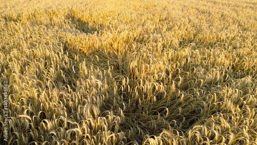 Golden wheat field glowing in evening light
