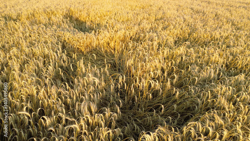 Obraz na płótnie Golden wheat field glowing in evening light w salonie