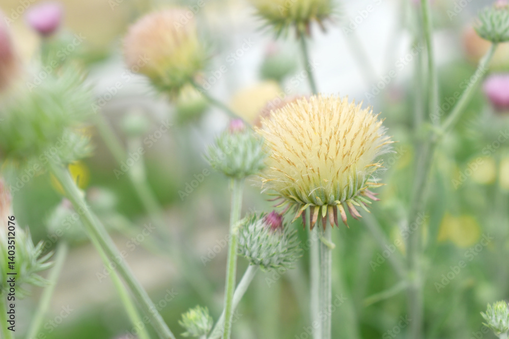 A blooming Creeping Thistle plant, Creeping thistle flower at the meadow. wild flower bloom, thistle in seed, natural flower, creeping thistle flower closeup, Closeup of fluffy creeping thistle seed A blooming Creeping Thistle plant, Creeping thistle flower at the meadow. wild flower bloom, thistle in seed, natural flower, creeping thistle flower closeup, Closeup of fluffy creeping thistle seed