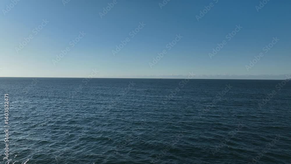 Baleia Franca, a Brazilian whale with her call in Florianopolis, Brazil. Right whales swimming near the coast of Florianopolis with their calves. Baleia Franca, a Brazilian whale with her call in Florianopolis, Brazil. Right whales swimming near the coast of Florianopolis with their calves.
