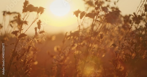 Sunlit wildflowers in a golden field captured during sunset in late summer evening