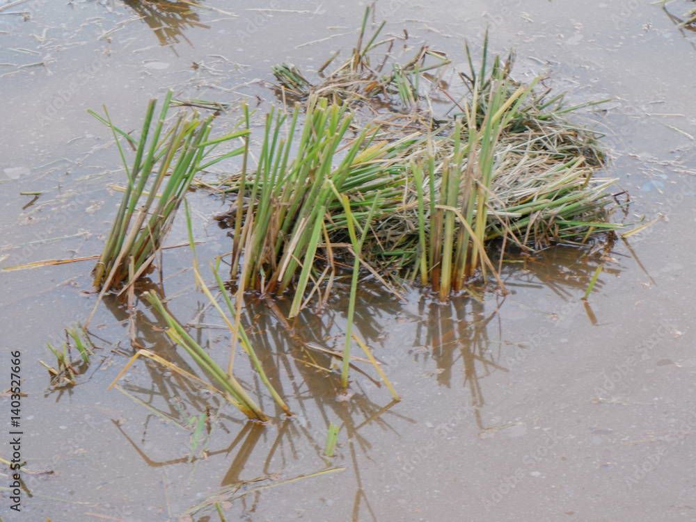rice straw. the remains of the rice harvest in the fields rice straw. the remains of the rice harvest in the fields