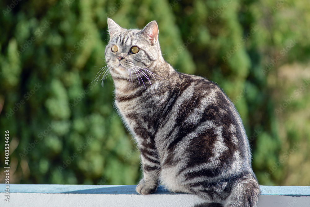 British Beautiful Cat Taboo on the Balcony Close-Up Bird Watching British Beautiful Cat Taboo on the Balcony Close-Up Bird Watching