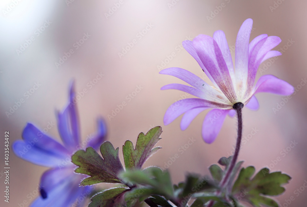 Wiosenne kwiaty - Zawilec grecki ( Anemone blanda ) na jasnym tle, tapeta, dekoracja.