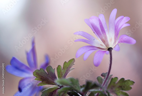 Obraz na płótnie Wiosenne kwiaty - Zawilec grecki ( Anemone blanda ) na jasnym tle, tapeta, dekoracja. w salonie