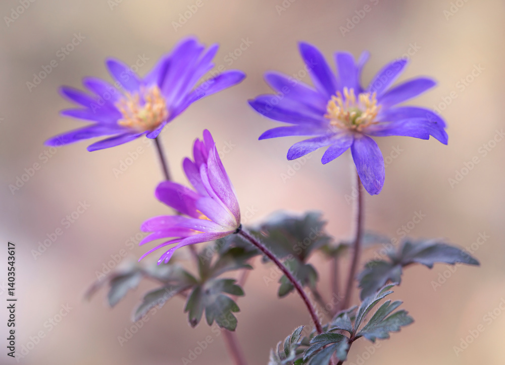 Wiosenne kwiaty - Zawilec grecki ( Anemone blanda ) na jasnym tle, tapeta, dekoracja.