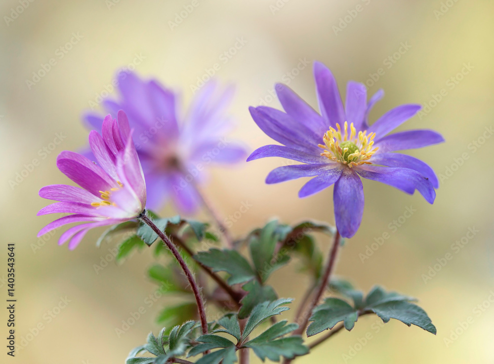 Wiosenne kwiaty - Zawilec grecki ( Anemone blanda ) na jasnym tle, tapeta, dekoracja.