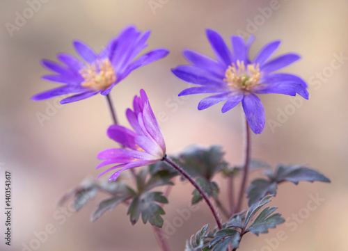 Wiosenne kwiaty - Zawilec grecki ( Anemone blanda ) na jasnym tle, tapeta, dekoracja.