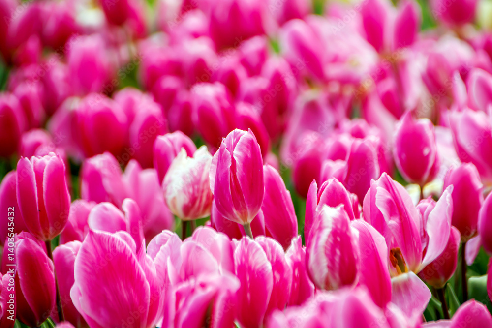 Fototapeta premium pink tulips in the garden