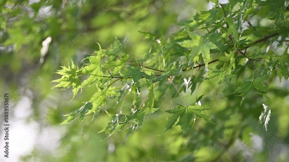 green leaves in the morning