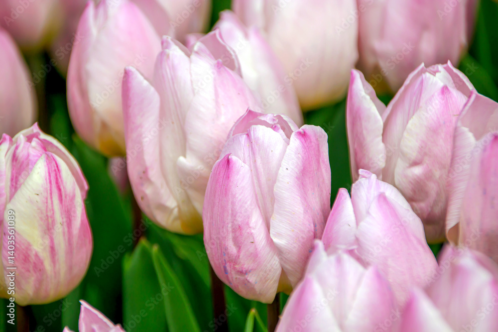 Fototapeta premium purple and white tulips