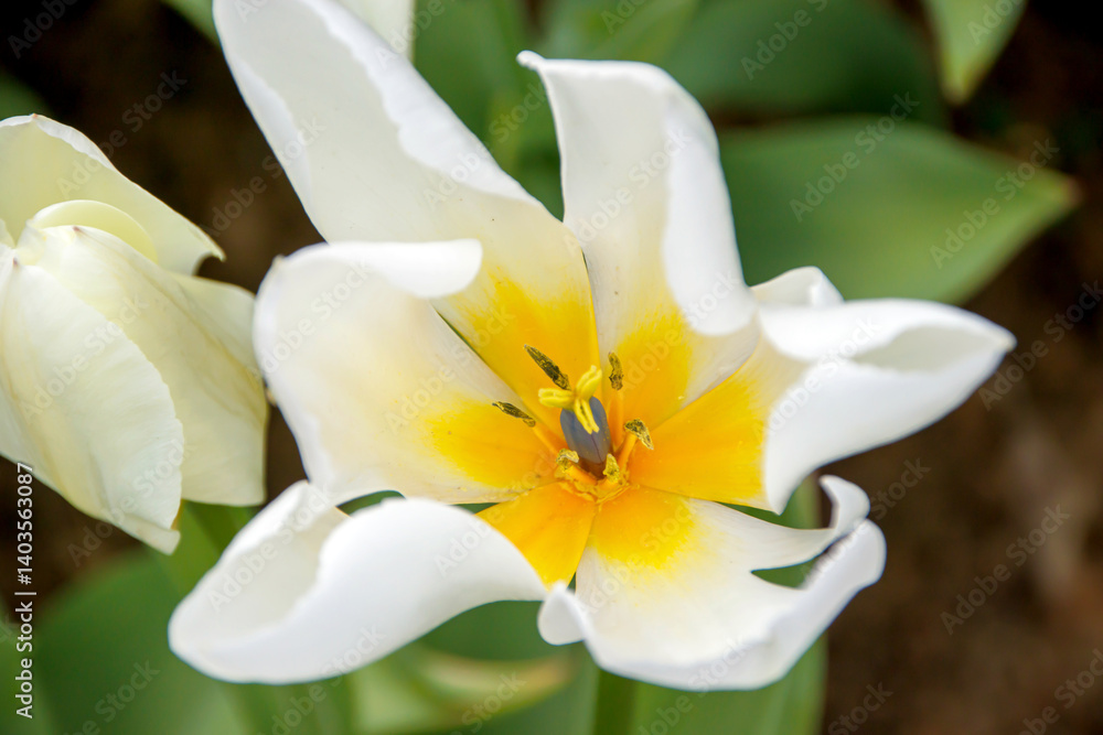 Obraz premium selective close-up white tulip