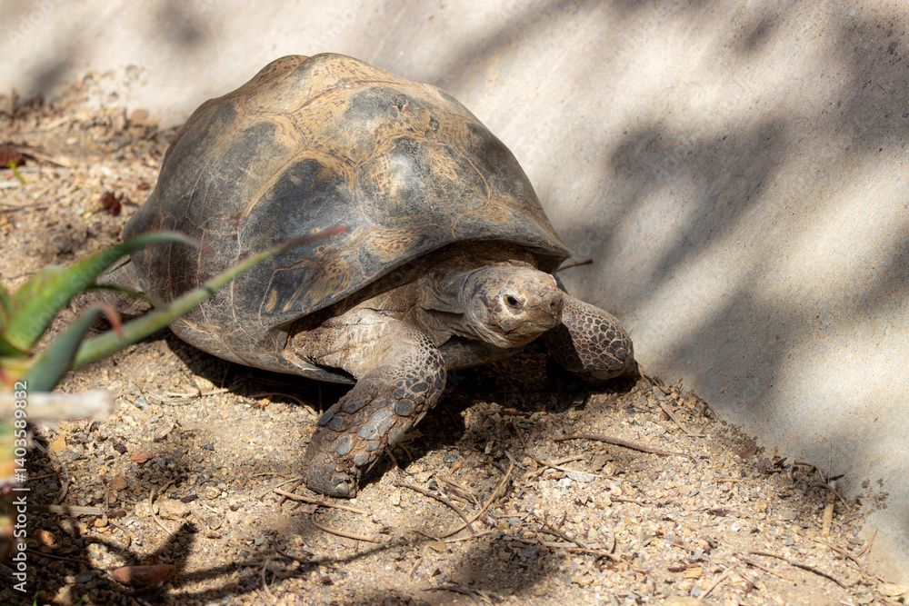 Obraz premium A leopard tortoise (Stigmochelys pardalis) at a local zoo