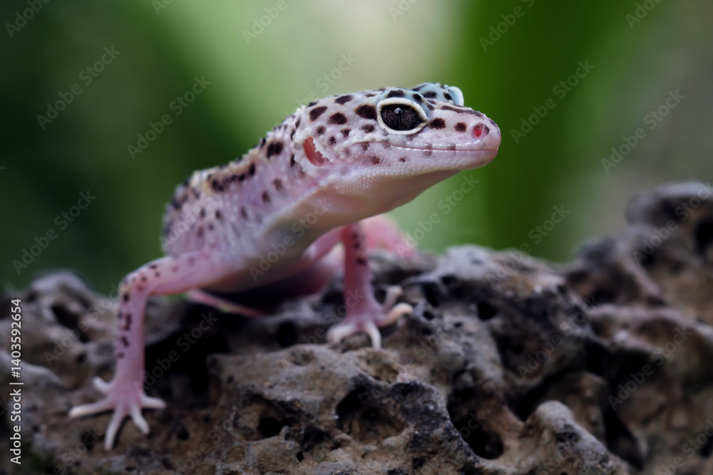 Leopard gecko lizard on a rock, eublepharis macularius Leopard gecko lizard on a rock, eublepharis macularius