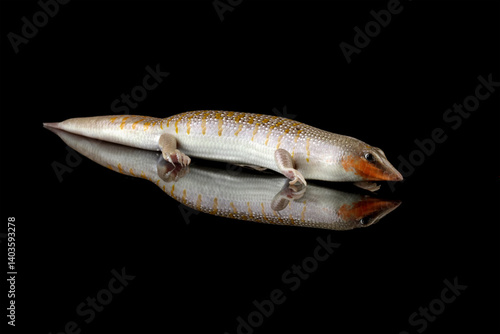 Obraz na płótnie Sandfish lizards can be seen all over their bodies, Sandfish lizard isolated on black (Scincus scincus) w salonie