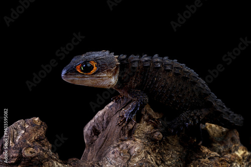 Red-eye crocodile skink isolated on black background, Tribolonotus gracilis