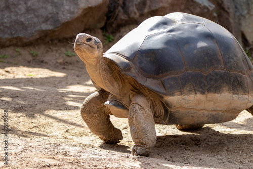 Foto A Galápagos giant tortoise (Chelonoidis niger) at a local zoo