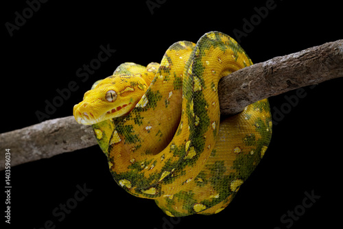 Obraz na płótnie Green tree python closeup on branch with black background, Green tree python (Morelia viridis) w salonie