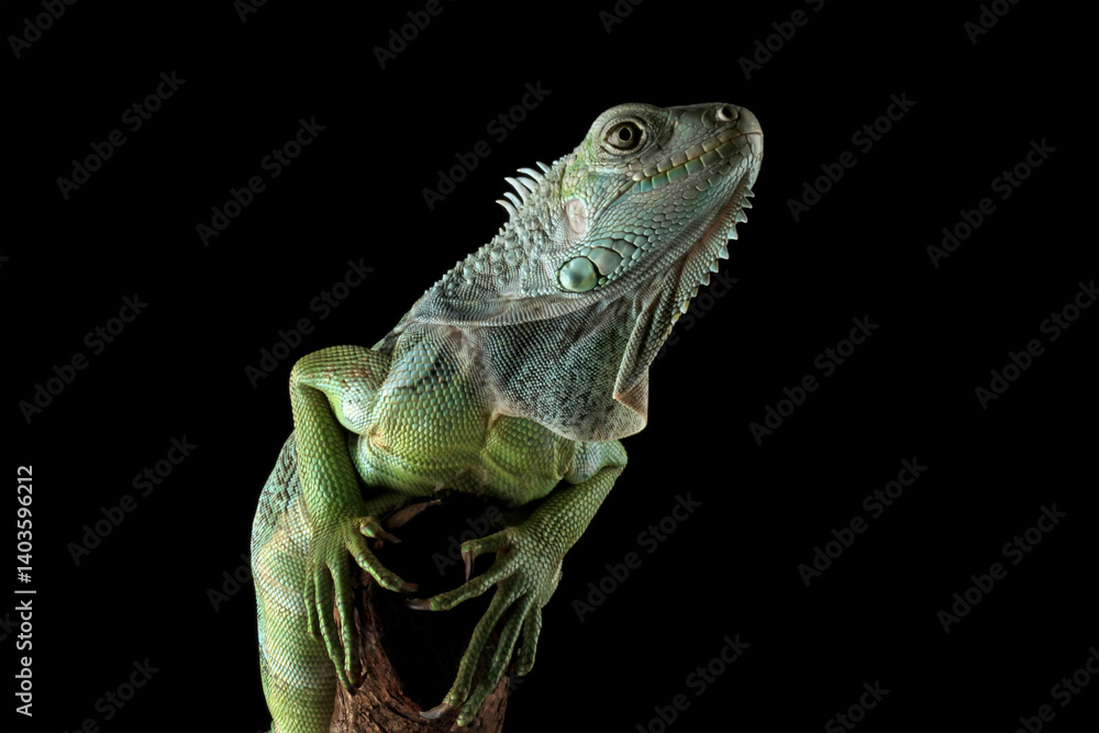 green iguana isolated on black background